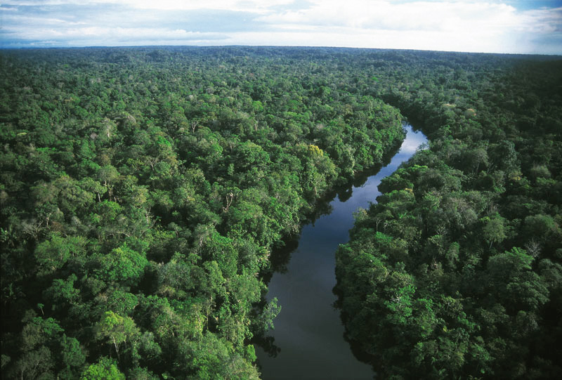 The Amazon rainforest