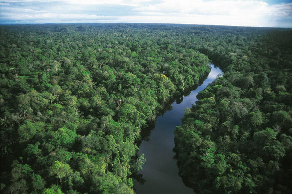 La floresta amazónica