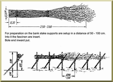 Preparation of fasciness