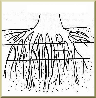 Longitudinal view of bank protection with vegetation