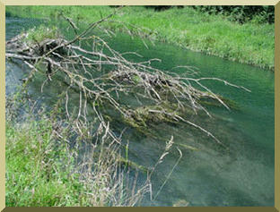 Examples of vegetative debris