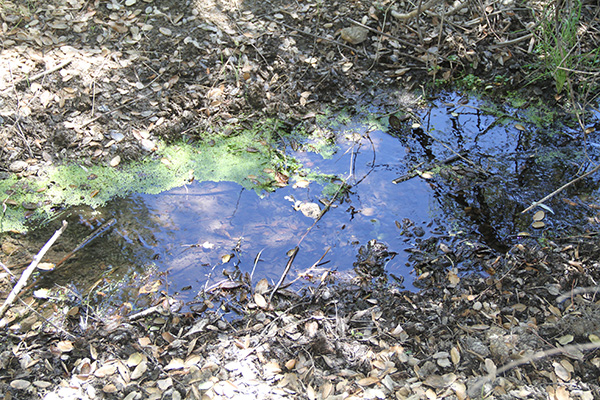 Spring feeding into the McCain pond in the Boulevard backcountry