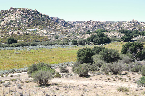 Partial view of the Walker Creek meadow