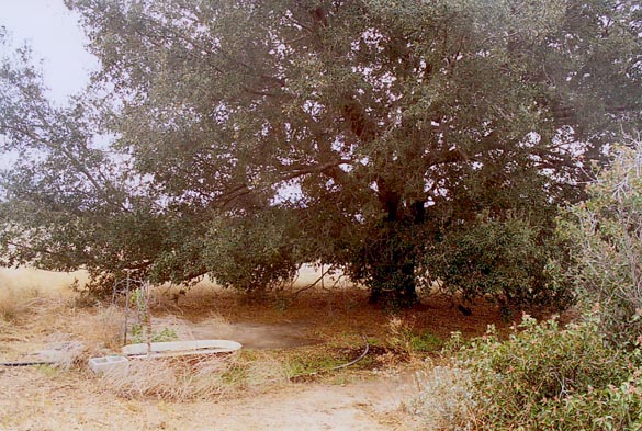 Spring at the western (downstream) end of large dike in Tierra del Sol watershed