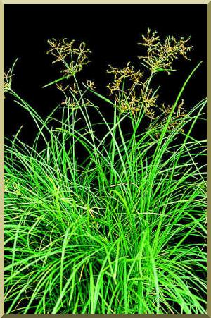 Cyperus rotundus L.