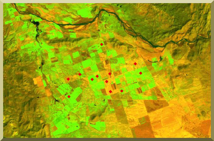 Location of coquillo-affected parcels in the Ojos Negros valley