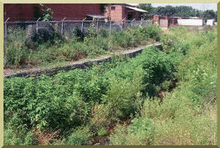 Gabion boxes with woody vegetation.