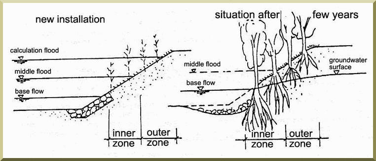 Bank protection with trees and shrubs