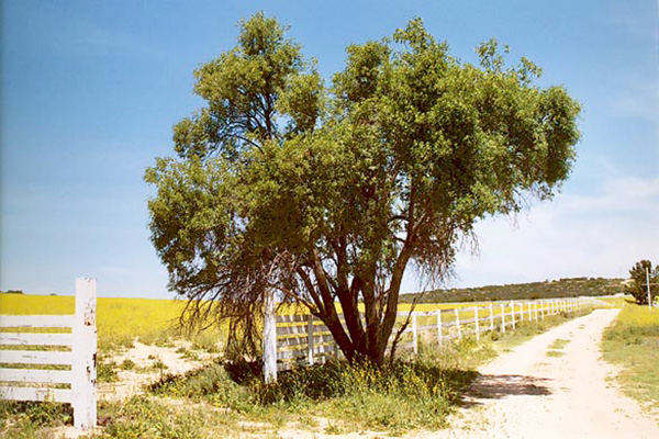 Blue eldelberry at the Morning Star Ranch, 2006