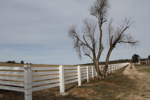 Blue eldelberry (<I>Sambucus Mexicana</i>)