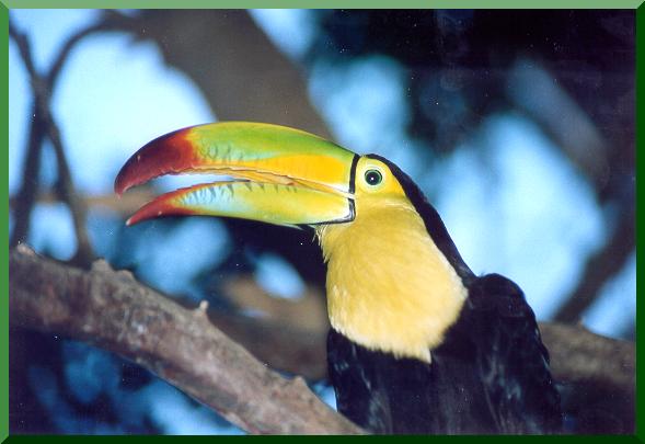 Toucan at Yumk Nature Center, Villahermosa, Tabasco, Mexico. 