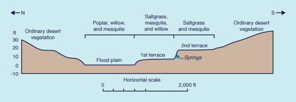 Vegetational gradient along Mohave river valley at Camp Cady, California.