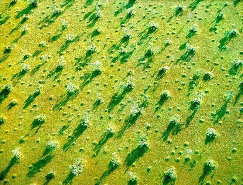  Formacin de camellones en la llanura de inundacin del ro Araguaya, Brasil (Smith, 1971).