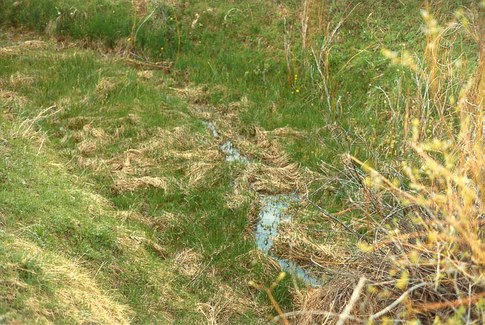 Baseflow augmentation produced  by gully restoration and revegetation