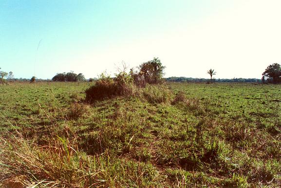 Ancient agricultural hummock in the Llanos de Moxos, Beni, Bolivia (1993).