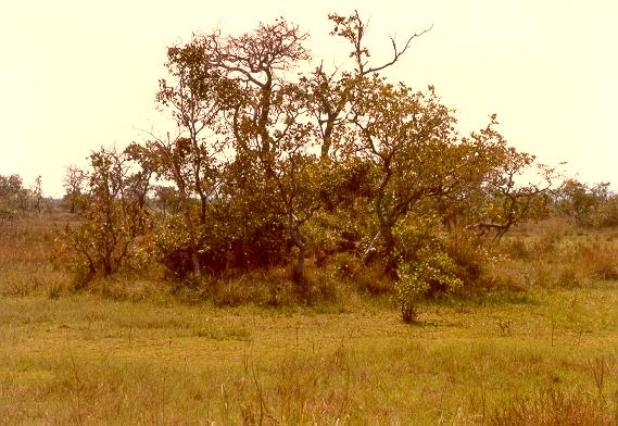 Flood plain of the Rio Araguaia, Brazil