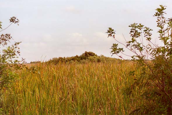 Hummock on the Everglades, South Florida