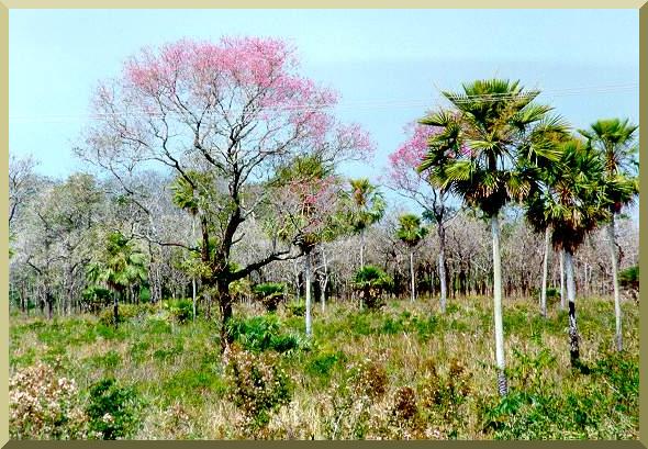 O Pantanal do Miranda-Aquidauana, Mato Grosso do Sul