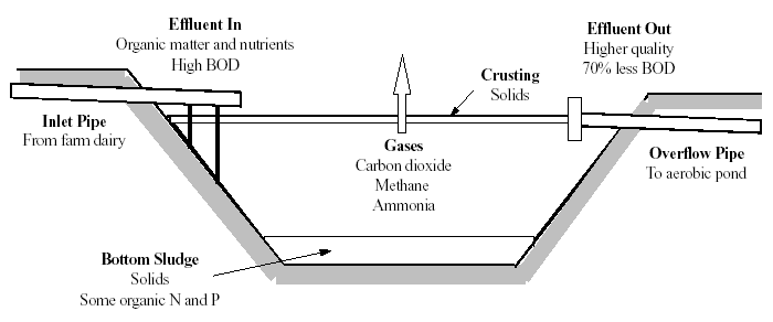 Operation of the Anaerobic Pon