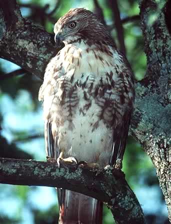 red-tailed hawk