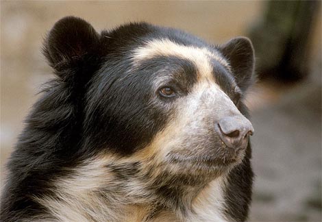 spectacled bear