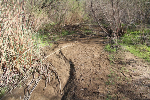 Sycamore Creek at Lake Hodges, California