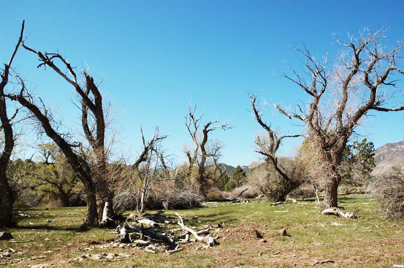  Typical pattern and direction of groundwater flow