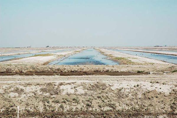 Habitat para uso de aves acuáticas, cuenca del Lago Tulare, California, EU.UU.