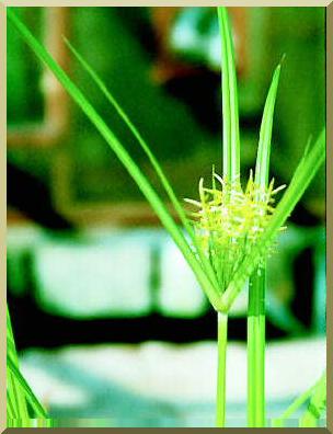 Cyperus esculentus L. flower head