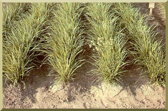 Aerial view of plants of C. esculentus at the experimental field of the Polytechnic University of Valencia