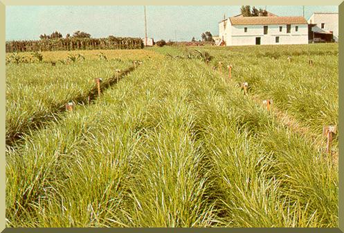 General aspect of the C. esculentus crop in the middle of July