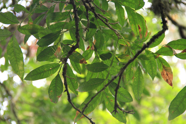 <I>Sapindus saponaria</i> L.