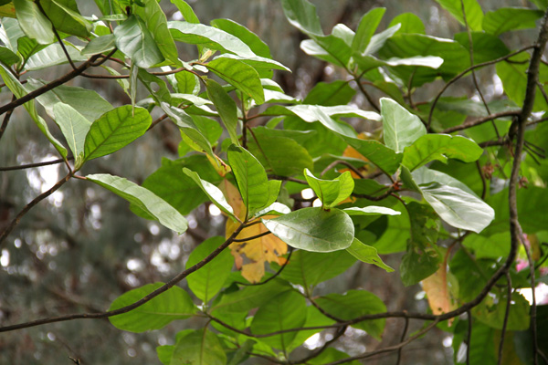 <i>Cinchona pubescens</i> Vahl.