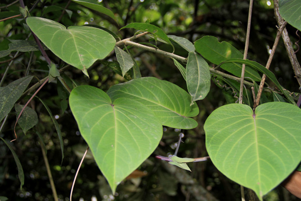 <i><i>Passiflora ligularis </i>A. Juss.