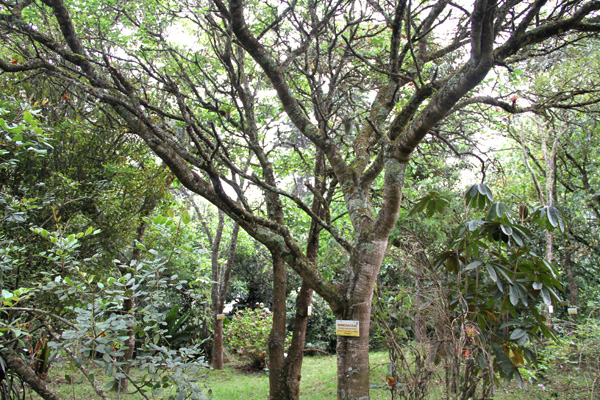 <i>Acacia macracantha </i> Humboldt and Bonpland ex Willd.