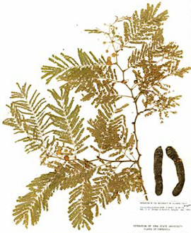 <i>Acacia macracantha </i> Humboldt and Bonpland ex Willd.