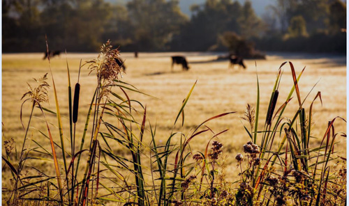 wetland_agriculture.