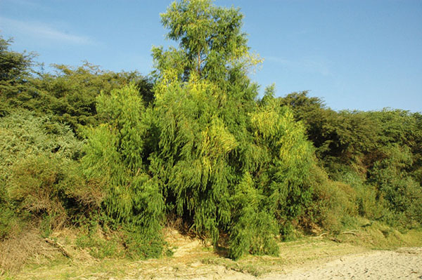 Specimen of weeping willow <i>(Salix sepulcralis)</I>, Rio La Leche, Lambayeque, Peru (2009)